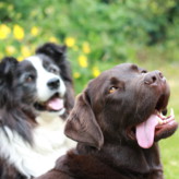 Bailey and Spur pose for the camera